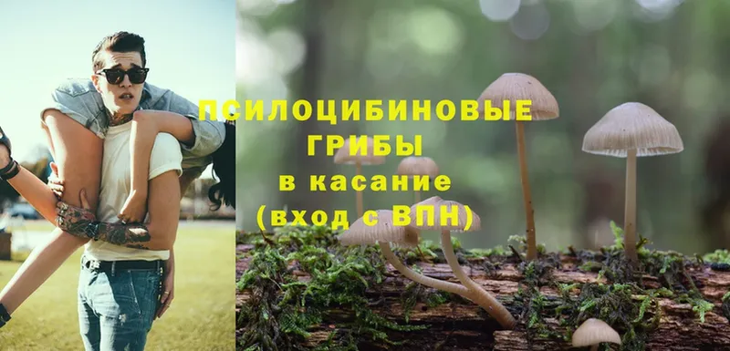 Псилоцибиновые грибы Psilocybe  Гуково 